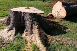 Alltagssorgen - Baumstumpf gefällter Baum auf Rasen