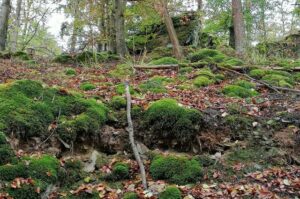 Burnout, Moos und Blätter im Wald