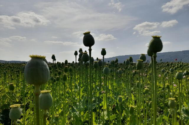 verblühter Mohn